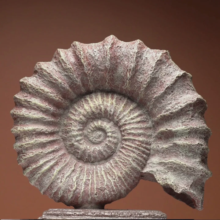 Fossil